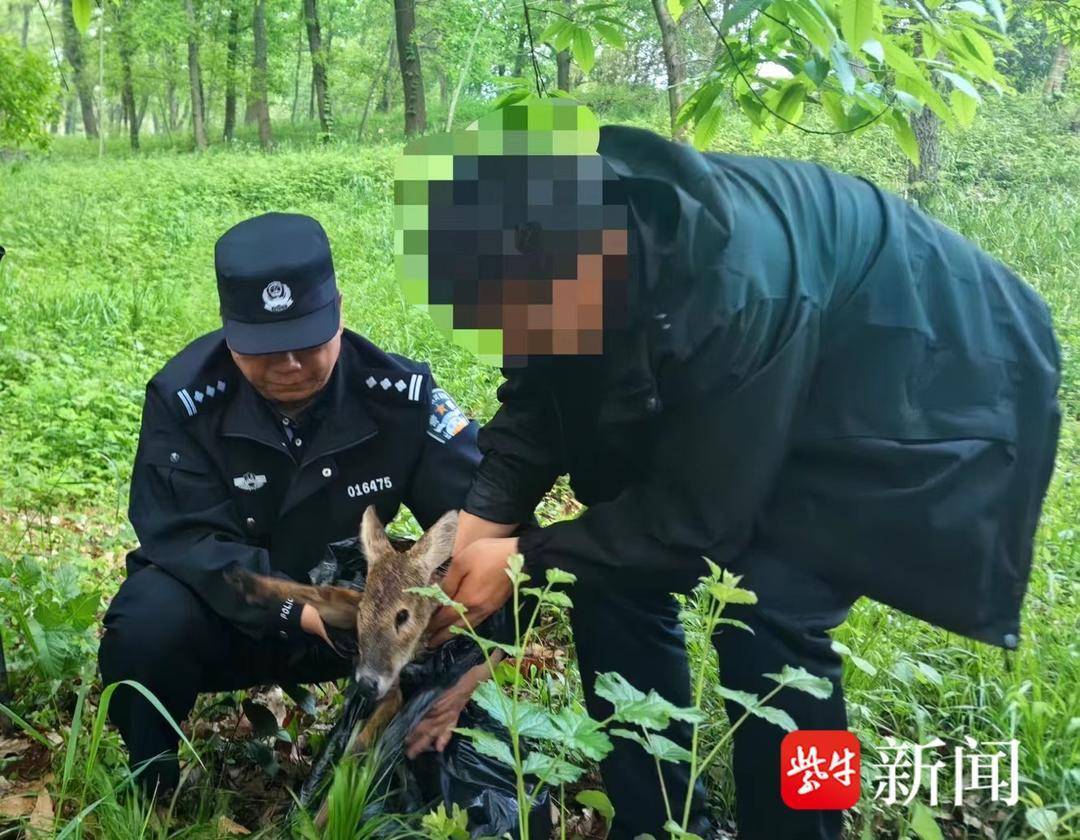 蓝狮娱乐：保护动物獐子两条腿受伤，警民携手送往动物园接受救治 