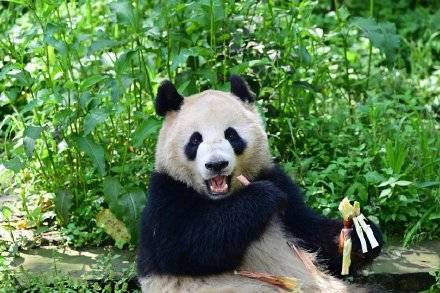 定了！大熊猫云川和鑫宝将赴美 期限10年 